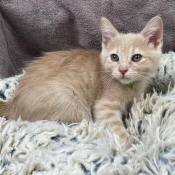 Domestic Short Hair Cats Available for Adoption in Hawthorne, California - Cream | PetCurious