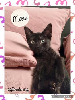 Moxie -  Domestic Short Hair Cat for Adoption in Pensacola, Florida - Moxie | PetCurious