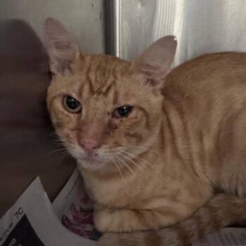 Chester -  Domestic Short Hair Cat for Adoption in Lufkin, Texas - Chester | PetCurious