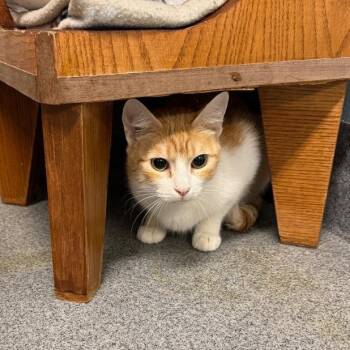 Chilaquiles -  Domestic Short Hair Cat for Adoption in Fort Collins, Colorado - Chilaquiles | PetCurious
