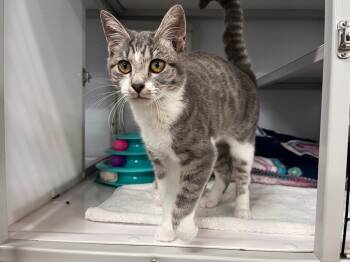 Rescue Domestic Short Hair Cats for Adoption in Raleigh, North Carolina - Diamond Pickaxe | PetCurious