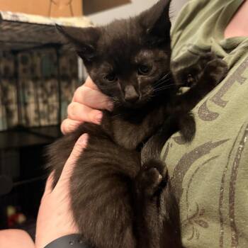 Gomez Addams -  Domestic Short Hair Cat for Adoption in Delaware, Ohio - Gomez Addams | PetCurious