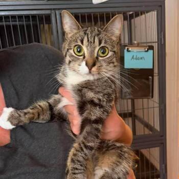 Kylie -  Tabby Cat for Adoption in Huntington, New York - Kylie | PetCurious