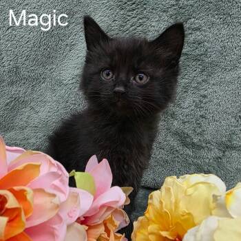Magic -  Domestic Medium Hair Cat for Adoption in Frankfort, Michigan - Magic | PetCurious