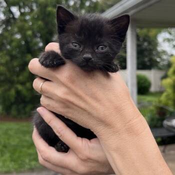 Rescue Domestic Short Hair Cats for Adoption in Ephrata, Pennsylvania - Linus | PetCurious