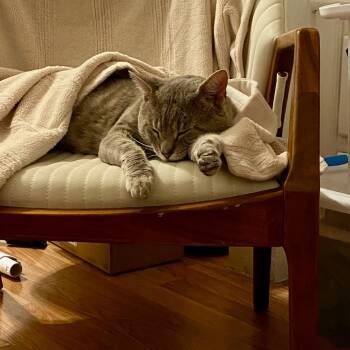 Rescue Domestic Short Hair Cats for Adoption - Phantom 2 | PetCurious