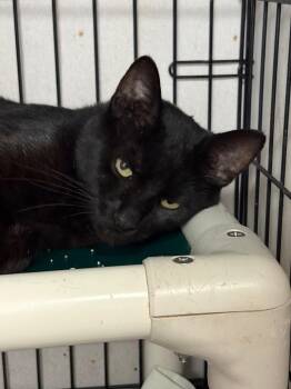 Boaz -  Domestic Short Hair Cat for Adoption in Hartford City, Indiana - Boaz | PetCurious