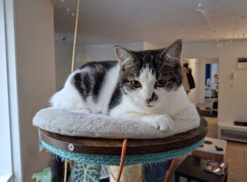 Rescue Domestic Short Hair Cats for Adoption in Montreal, Quebec - Maryline | PetCurious