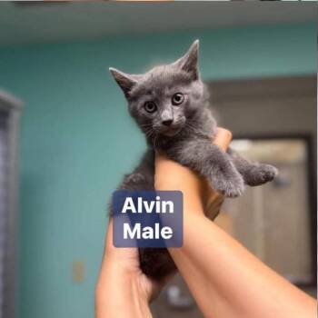Alvin in Chestertown, MD -  Domestic Short Hair Cat Available for Adoption - Alvin In Chestertown, MD | PetCurious