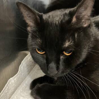 Domestic Short Hair Cats Available for Adoption - Shadow | PetCurious