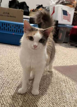 Rescue Domestic Medium Hair Cats for Adoption in Dale City, Virginia - Kiki | PetCurious