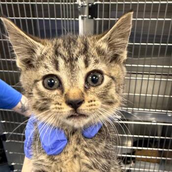 Domestic Short Hair Cats Available for Adoption in Greensboro, North Carolina - Harlequin (yellow) | PetCurious