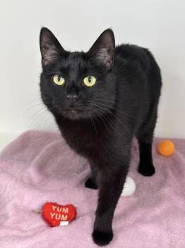 Zaniah -  Domestic Short Hair Cat for Adoption in Gwinn, Michigan - Zaniah | PetCurious