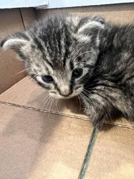 Sonata -  Domestic Short Hair Cat for Adoption in Daytona Beach, Florida - Sonata | PetCurious