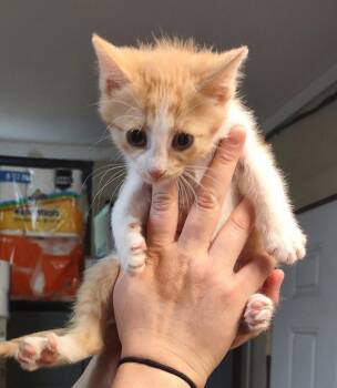 Domestic Short Hair Cats Available for Adoption in Albemarle, North Carolina - Merida | PetCurious