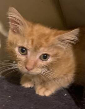 Murphy -  Domestic Short Hair Cat for Adoption in Battle Creek, Michigan - Murphy | PetCurious