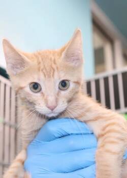 Nimbo -  Domestic Short Hair Cat for Adoption in New Orleans, Louisiana - Nimbo | PetCurious