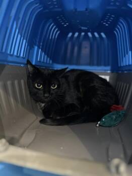 SALOME -  Domestic Short Hair Cat for Adoption in Boston, Massachusetts - SALOME | PetCurious