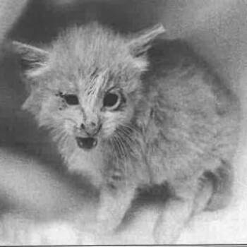 Cheeto -  Domestic Short Hair Cat Available for Adoption in Los Angeles, California - Cheeto | PetCurious