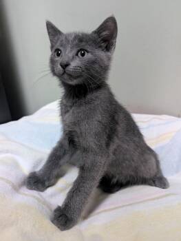 Russian Blue Cats Available for Adoption in Los Angeles, California - Desi Arnaz | PetCurious