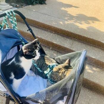 Brandi -  Domestic Short Hair Cat for Adoption in St. Louis, Missouri - Brandi | PetCurious