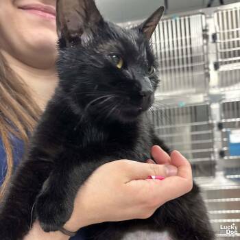 Domestic Short Hair Cats Available for Adoption - Tarot | PetCurious