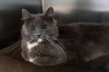 Cutie Pie -  Domestic Long Hair and Domestic Short Hair Cat for Adoption in Minneapolis, Minnesota - Cutie Pie | PetCurious