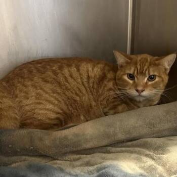 Domestic Short Hair Cats Available for Adoption in Redwood City, California - Garfield | PetCurious