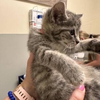 Buoy -  Domestic Short Hair Cat for Adoption - Buoy | PetCurious
