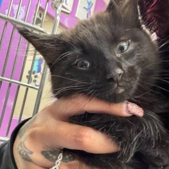 Domestic Long Hair Cats Available for Adoption - Flint | PetCurious