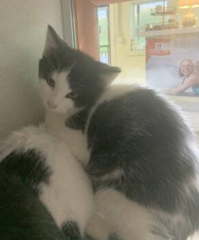 Rescue Domestic Short Hair Cats for Adoption in Massena, New York - Jinx | PetCurious