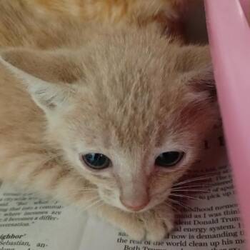 Uranus -  Domestic Short Hair Cat for Adoption in Galveston, Texas - Uranus | PetCurious