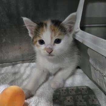 Raena -  Domestic Short Hair Cat for Adoption in Sioux Falls, South Dakota - Raena | PetCurious
