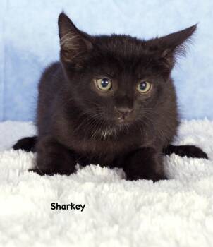 Sharkey -  Domestic Short Hair Cat for Adoption in Gilbert, Arizona - Sharkey | PetCurious