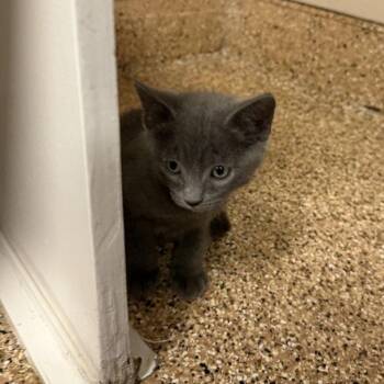 Udon -  Domestic Short Hair Cat for Adoption in Tempe, Arizona - Udon | PetCurious
