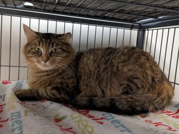 Goldie Hawn -  Domestic Medium Hair Cat for Adoption - Goldie Hawn | PetCurious