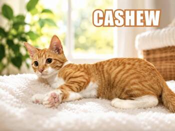 Cashew -  Domestic Short Hair Cat for Adoption in Lucas, Texas - Cashew | PetCurious