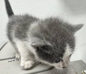Trevor -  Domestic Short Hair Cat for Adoption in West Chester, Pennsylvania - Trevor | PetCurious