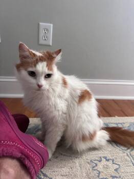 Beauty -  Domestic Long Hair Cat for Adoption in Newnan, Georgia - Beauty | PetCurious