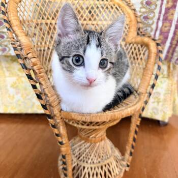 Fuzzball -  Domestic Short Hair Cat for Adoption in Pawleys Island, South Carolina - Fuzzball | PetCurious