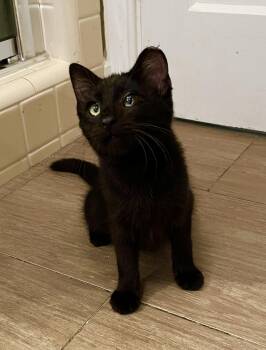 Mystic -  Domestic Medium Hair Cat for Adoption in San Jose, California - Mystic | PetCurious