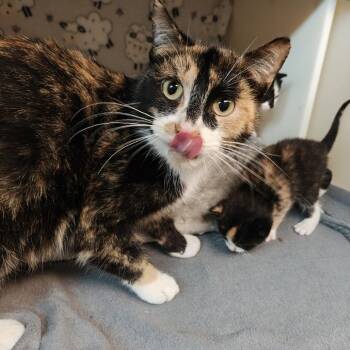 Domestic Short Hair Cats Available for Adoption in Madison, Wisconsin - Recess | PetCurious