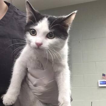 Domestic Short Hair Cats Available for Adoption - MAZIE | PetCurious