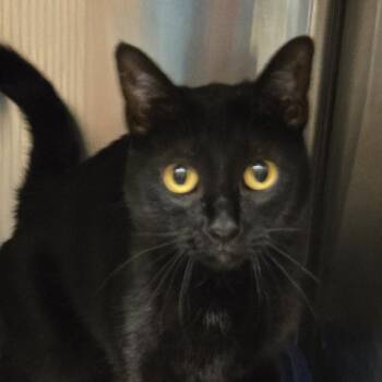 Domestic Short Hair Cats Available for Adoption in Wickenburg, Arizona - Willow | PetCurious