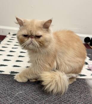 Biscotti -  Persian Cat for Adoption in Albany, New York - Biscotti | PetCurious