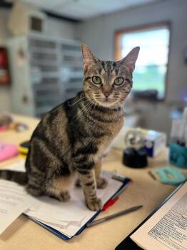 Darcy -  Domestic Short Hair Cat for Adoption in Papillion, Nebraska - Darcy | PetCurious