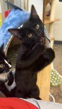 Sirius Black -  Bombay and Domestic Short Hair Cat for Adoption in Houston, Texas - Sirius Black | PetCurious