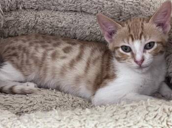 Rescue Domestic Short Hair Cats for Adoption in Sugar Land, Texas - ZACK | PetCurious