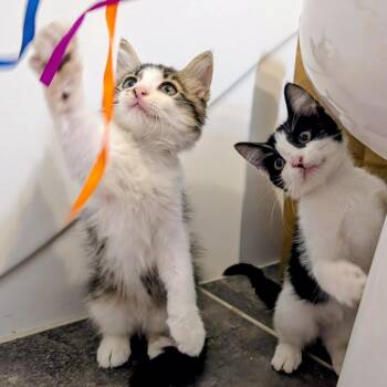 Lucinda -  Domestic Short Hair Cat for Adoption in Lewisville, Texas - Lucinda | PetCurious