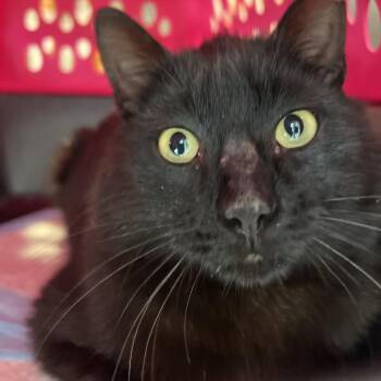 Domestic Short Hair Cats Available for Adoption in Salt Lake City, Utah - Stark | PetCurious